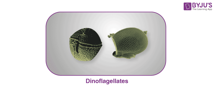 Dinoflagellates