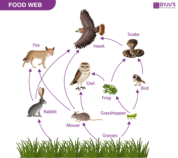 food-chains-an-essential-piece-in-the-ecosystem-puzzle