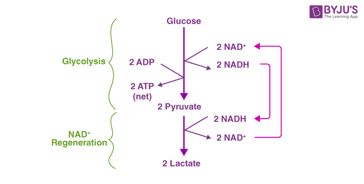 alcohol fermentation and lactic acid fermentation