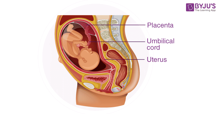 placenta and umbilical cord diagram