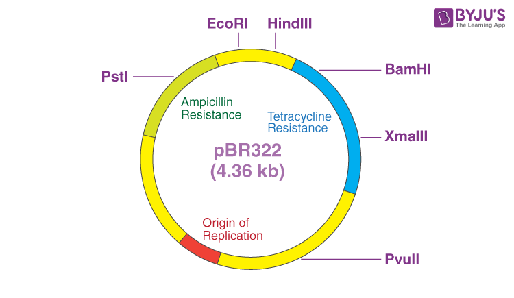 plasmid dna in bacteria