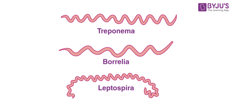 spirochetes gram stain