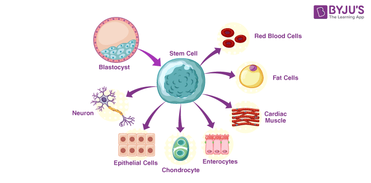 embryonic stem cell diagram