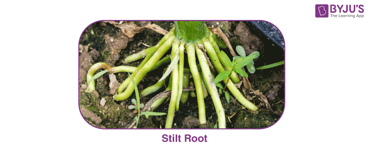 Stilt Root