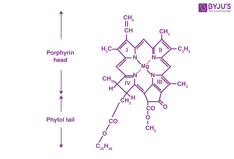 chlorophyll structure