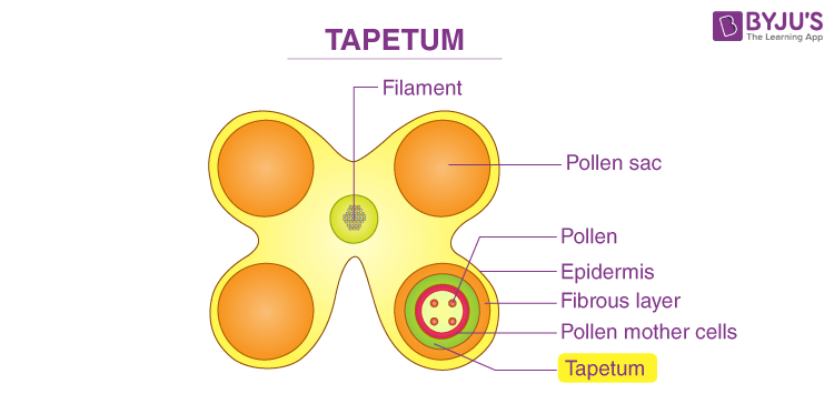 Tapetum