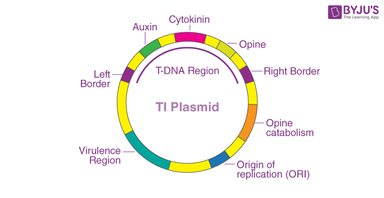 ti plasmid