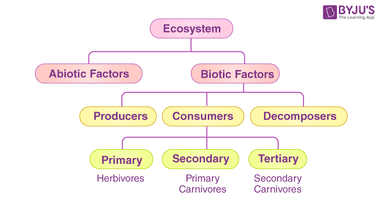 Types Of Ecosystem Flowchart