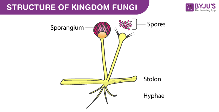 sporangia fungi