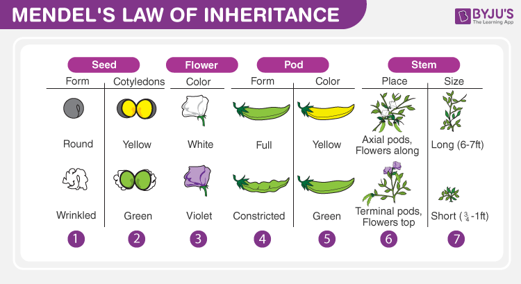 Mendel S Laws Of Inheritance Mendel S Laws And Experiments