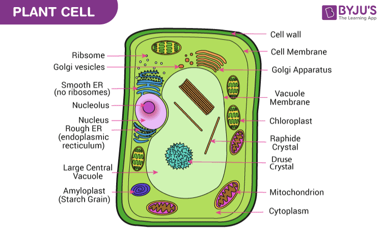 plant cell model for kids to make