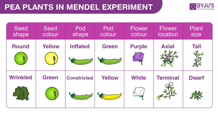 Mendels seven pair of contrasting traits 2