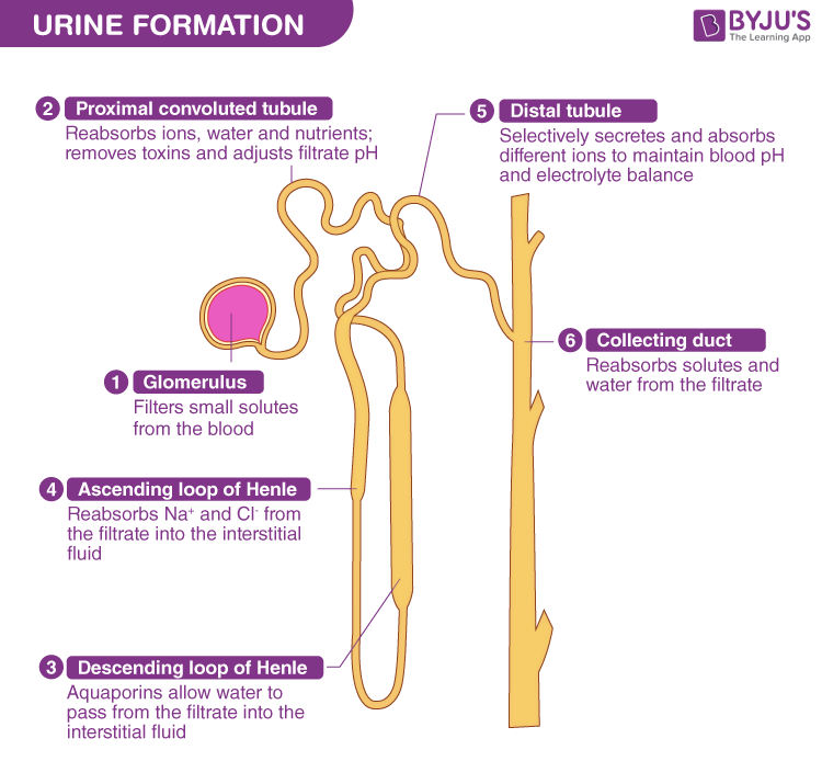 Components Of Human Urine At Jenny Collier Blog Components Of Human Urine At Jenny Collier Blog