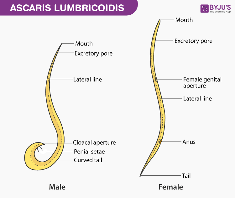 Female Ascaris Worm Labeled Diagram