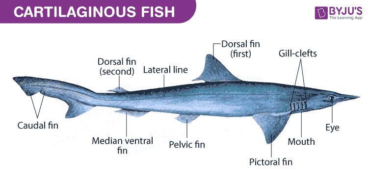 Cartilaginous fish diagram