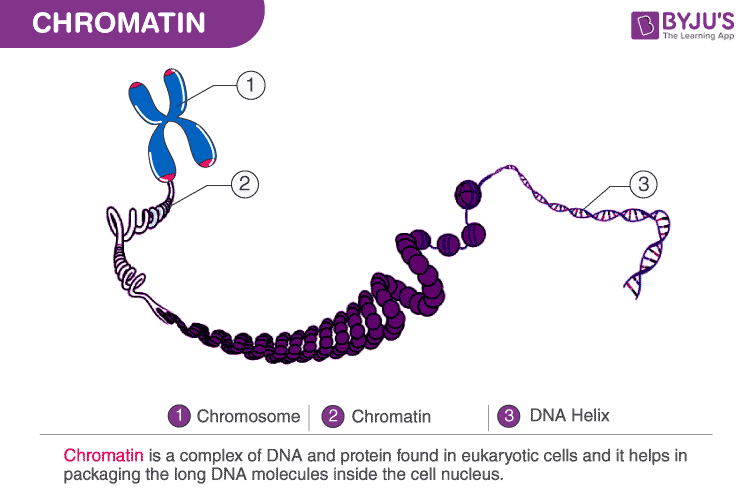 chromosome-diagram