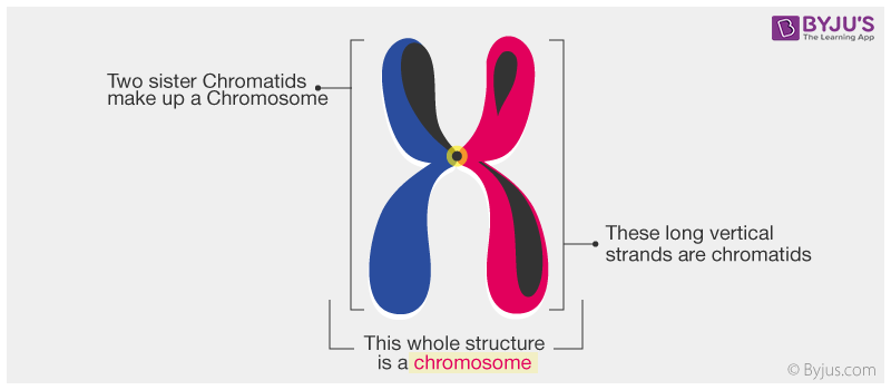 what are two parts of a chromosome