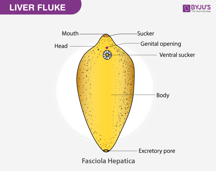 Fasciola hepatica diagram