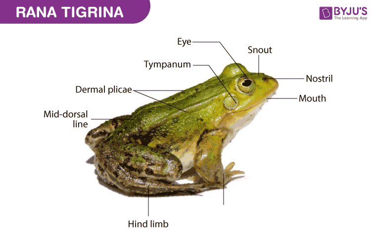 diagram amphibia