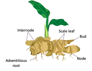 Ginger Diagram