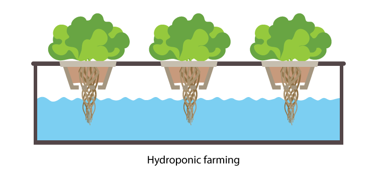 Hydroponic farming