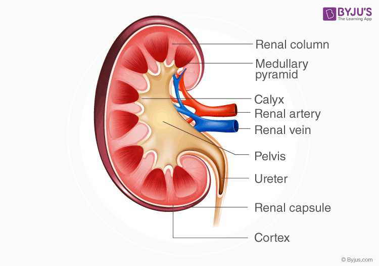 the structure of kidney hilum