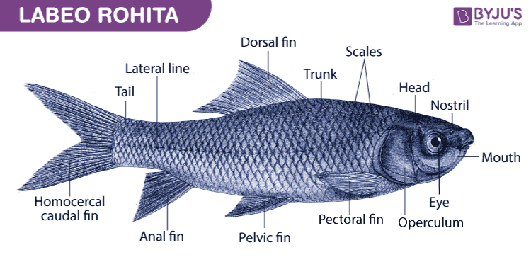 Labeo rohita diagram