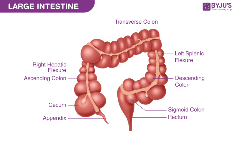 Large Intestine And Small Intestine Diagram Large Intestine And Small Intestine Diagram