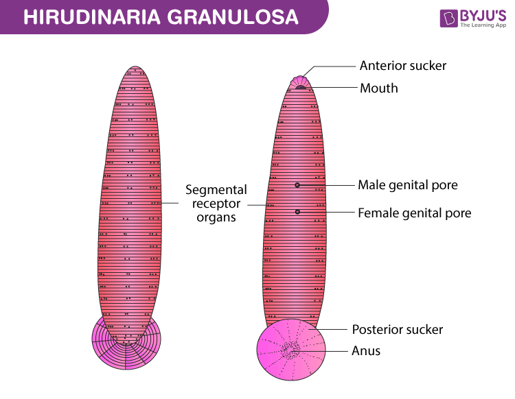 Diagram of Leech (Hirudinaria granulosa)