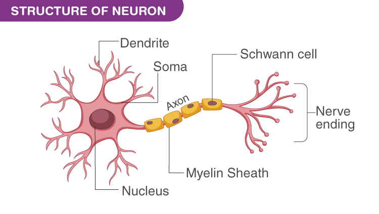 Labeled Diagram Of A Motor Neuron