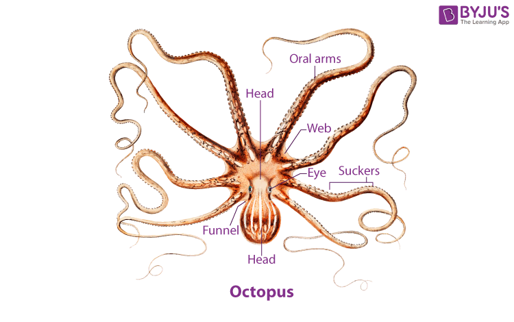 octopus nervous system diagram