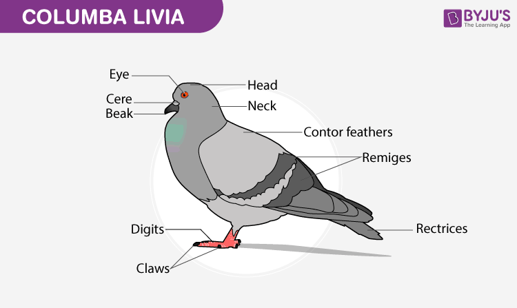 Bird External Anatomy (Feet-Shape and Pattern of Scales) Diagram