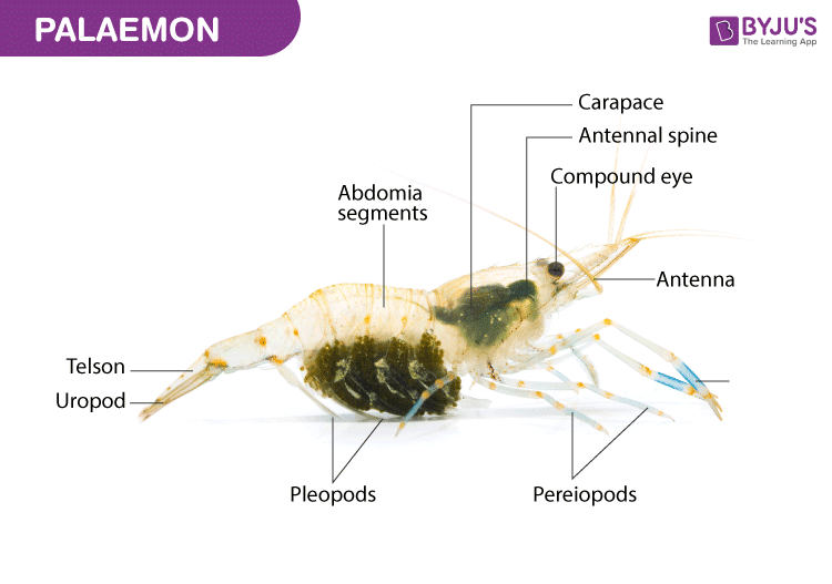 Palaemon : Diagram and Characteristics