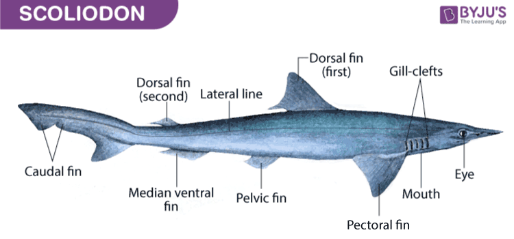 Scoliodon - Labelled Diagram and Description