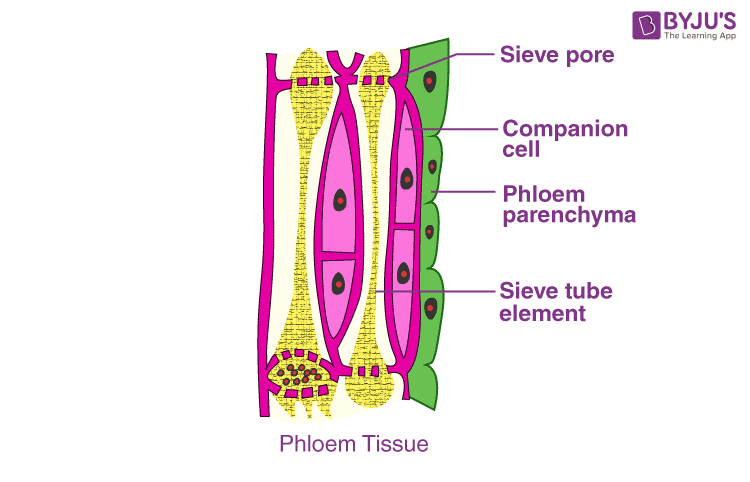 xylem tissue and phloem tissue