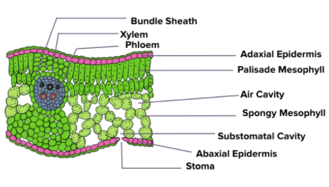 cross section of dicot leaf