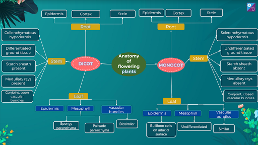 Dicot and Monocot Mind Map