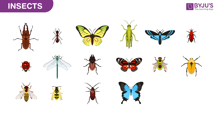 Insects