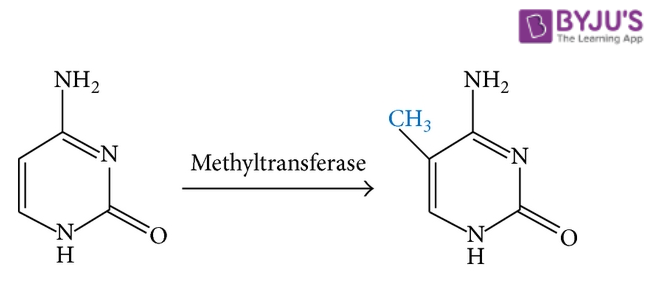 Methylation 1