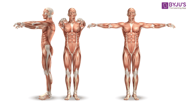 Muscular System- Types and functions of Muscles in the Human Body