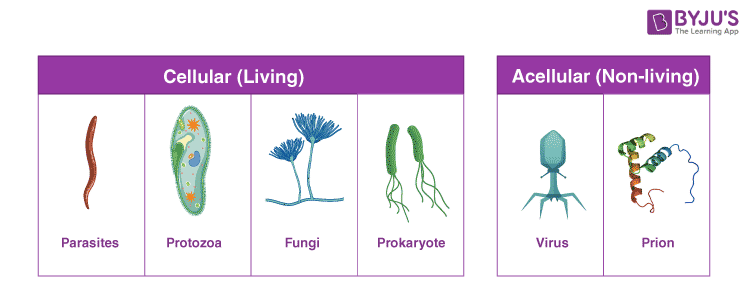 Inoculum - Definition and Examples - Biology Online Dictionary