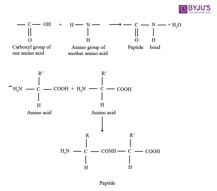 Polypeptide Definition, Structure, Formation of Polypeptide