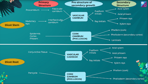 Secondary Growth Mind Map