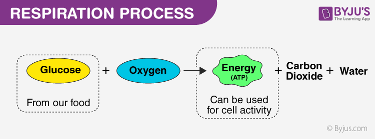Aerobic Respiration