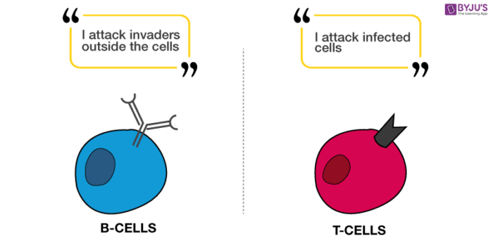 B cells and T cells