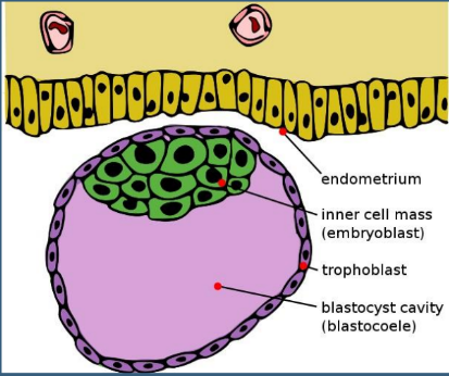 Blastocyst Cavity (Blastocoele) Blastocyst Cavity (Blastocoele)