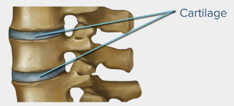 Cartilage Cartilage