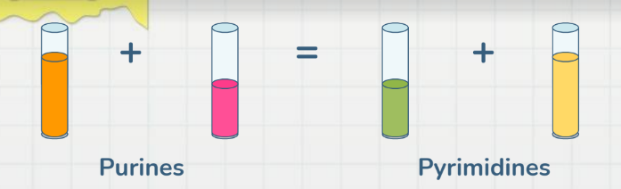Chargaff’s Rule Chargaff’s Rule