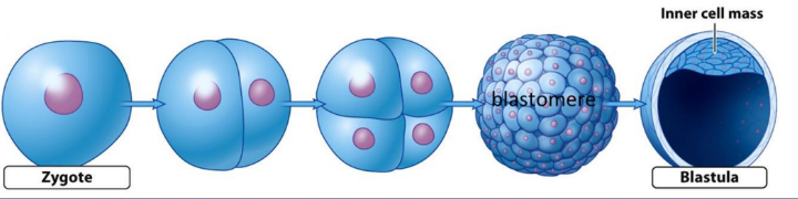 Formation of Blastula Formation of Blastula