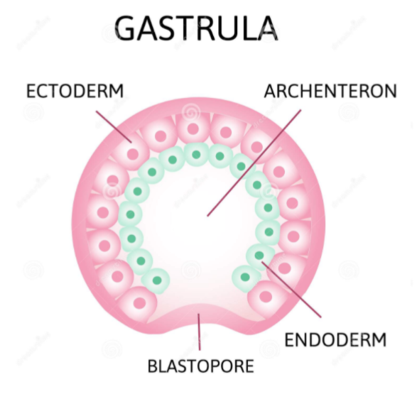 Gastrula Gastrula